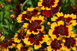 1,000 Dwarf Plains Coreopsis Seeds (Coreopsis Tinctoria)  From US - $13.95