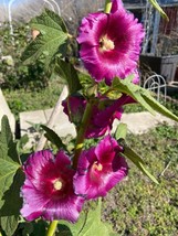 SEPT Hollyhock 30 Fresh Seeds Mix (Purple &amp; Pink) - $5.88