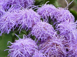 LWSTORE 100 Dwarf Blue Mink Ageratum Houstonianum Fuzzy Double West Indies Flowe - £8.05 GBP