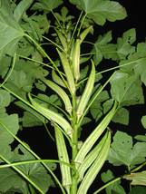 Okra Clemson Spineless Prolific 55 Seeds Fresh USA Fast Shipping - $10.99