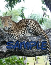 leopard   wildlife  Art Print great wall hanging &quot;8x10&quot;  decorations picture - £7.77 GBP