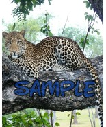 leopard   wildlife  Art Print great wall hanging &quot;8x10&quot;  decorations pic... - $9.89