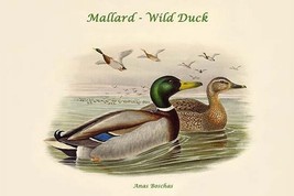 Anas Boschas - Mallard - Wild Duck by John Gould - Art Print - £17.55 GBP+
