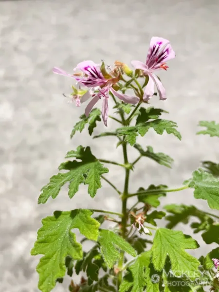 Pelargonium Graveolens 10 Seeds Rose Scented Geranium Garden - $9.00