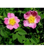 GIB Rosa carolina | Pasture Rose | Carolina Rose | Wild Rose | Sand Rose... - £12.58 GBP