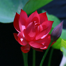 LS 20 Red Lotus Flower Seeds Gorgeous Nelumbo Aquatic Plants - £4.31 GBP