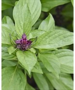 20 Thai Siam Queen Basil Herb Seeds for Garden - $10.00