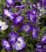 Petunia Melin Blue Morn 25 Pelleted Seed Grown In Usa Gardening - $8.00