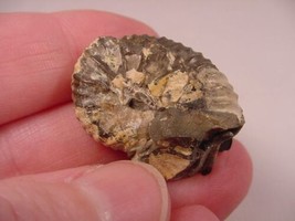 (F424-i) 1-1/8&quot; Ammonite fossil ammonites extinct marine molluscs shell specimen - £8.33 GBP