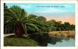 Postcard - Date Palms Along the Shore, Florida (C12) - £6.08 GBP