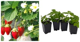 4 Plants 2.5&quot; Pots - Alpine Everbearing Alexandria Strawberry - Fragaria - $34.99