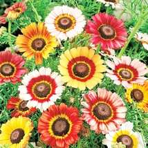 Painted Daisy Mixed Colors Seeds. Flower - £1.60 GBP