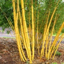 Bamboo Seed 60 Light Jin Xiang Yu Giant Bamboo Seeds Bambusaceae Garden ... - $4.17