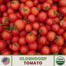 US Seller 10 Oldendorf Tomato Seeds, Organic, Open-Pollinated, Non-Gmo - £8.25 GBP