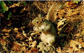 Animal~Squirrel Standing Among Leafs Eating Nuts~Vintage Postcard (B9) - £3.82 GBP