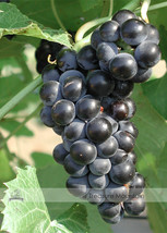 BELLFARM Valiant Black Grape Seeds 100PCS Juice Jelly Table Grape Plant Seedling - £6.82 GBP
