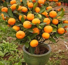 20 Mandarin Orange Tree Seeds - Citrus reticulata Blanco - Indoor Fruit ... - £7.79 GBP