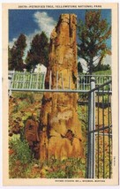Montana Postcard Yellowstone National Park The Petrified Tree  - $2.96