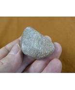 DF485-38 Fossil REAL DINOSAUR Bone pebble Atlasaurus Jurassic Dino dinos... - €10,22 EUR
