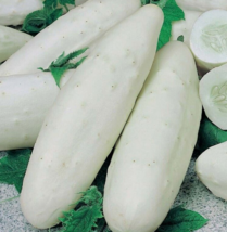 10 Pc Seeds Cucumis Sativus Vegetable, White Wonder Seeds for Planting | RK - £20.26 GBP