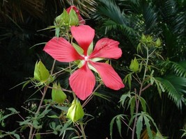 Hibiscus Coccineus Red Star Hibiscus Seeds Fresh Seeds Fast Shipping - £12.35 GBP