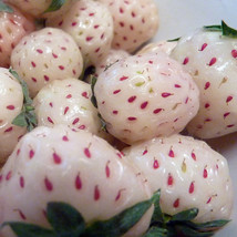 100 Seeds White Strawberry Seeds The Hottest Fruits In Japan Beautiful - $7.11