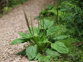 Broad-leaved Plantain - Plantago major - 25+ seeds - Heirloom! - E 037 - $68.93 MXN