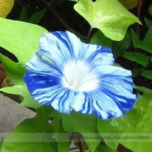 Rare Japan Takii White Blue Stripe Morning Glory Perennial Flower Seeds FRESH SE - £3.26 GBP
