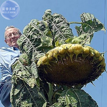 New Fresh Mongolian Giant Sunflower Seeds 20 Seeds Edible Ornamental Sunflowers  - £9.95 GBP