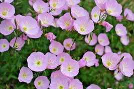 501 Showy Mexican Evening Primrose Seeds Flower Groundcover Container Garden - £9.38 GBP