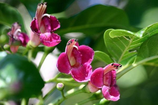 Vitex Lucens Puriri New Zealand Chaste Tree Rare 10 Seeds New Fresh US S... - $29.58