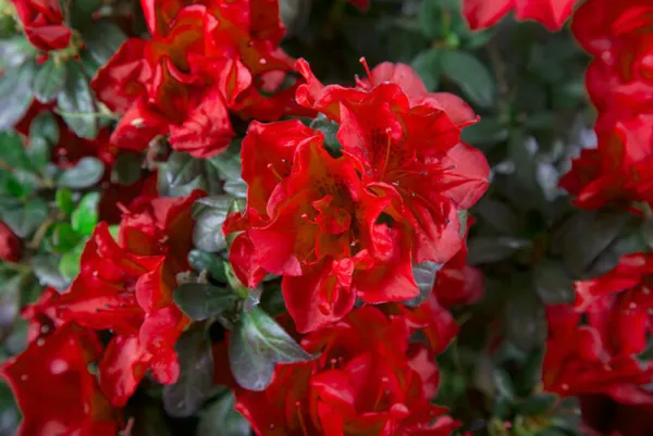 Encore Autumn Fire Azalea Deciduous Well Rooted Starter Plant Deepest Red Fresh  - £34.85 GBP