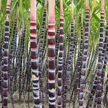 100 seeds Black Sugarcane Organic Subtropics Plant Seeds, sweet juicy saccharum  - £10.06 GBP