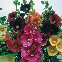 Hollyhock, Pink, RED &amp; Yellow 25 Seeds Heirloom,Beautiful - £1.26 GBP