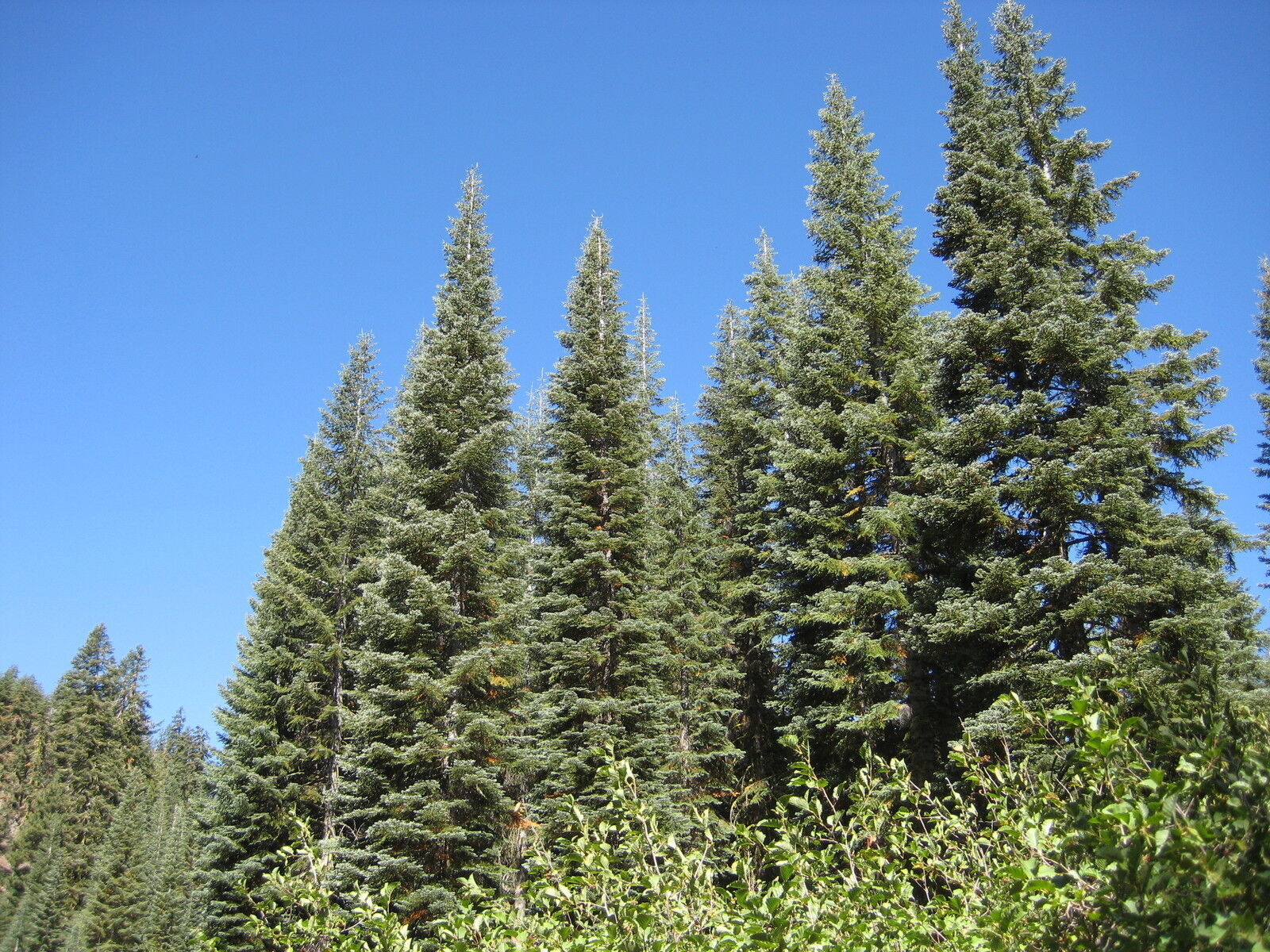 Abies Magnifica Silvertip Fir Tree 5 seeds Fresh Gardening - $17.96