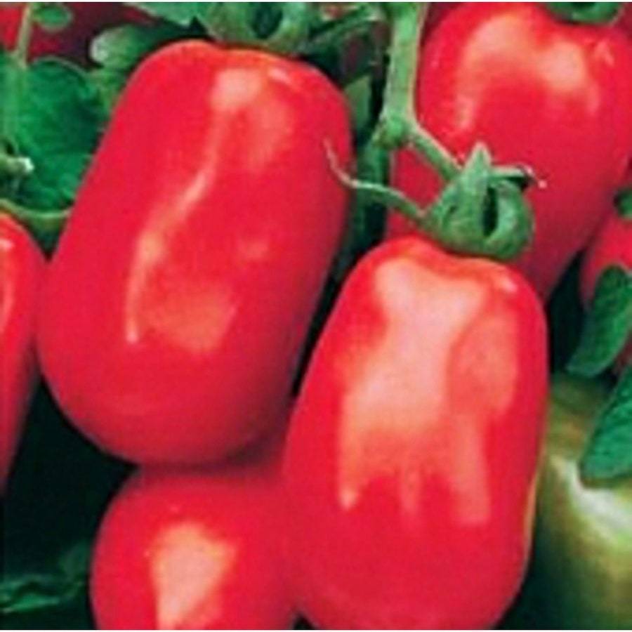 Rossol Tomato Seeds Fresh Gardening USA SELLER - $8.59