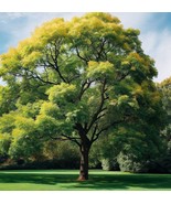 Fraxinus Pennsylvanica Green Ash Tree th Attractive Foliage Heirloom Seeds - €22,65 EUR