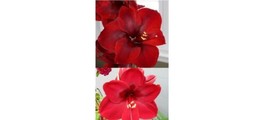 SR 1 small  X pollinated amaryllis Hippeastrum Magnum Black 6-12 cm circ... - £19.99 GBP