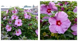 1 Dormant Potted Plant bush hibiscus LILAC CRUSH unique flower hardy 2.5... - £35.88 GBP