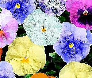 Pansy DeltaPro Watercolor Mix 250 seeds - £27.80 GBP