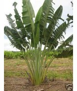 Ravenala madagascarensis - &quot;Traveler&#39;s palm&quot; 50 seeds - $3.95