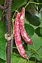 Bean, Taylor Dwarf Hort. Bush , Heirloom, Organic 100+ Seeds, Colorful N Tasty - £3.18 GBP