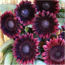 25 Procut Red Sunflower Seeds Flowering Sun Blooms Seed 554 USA Fast Shi... - $15.79