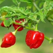 USA SELLER New 50 Hot Red Habanero Pepper Capsicum Chinense Vegetable Seeds - £11.43 GBP