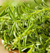 New Fresh Seeds Summer Savory Herbs De Provence Vegetable Plant Thyme - $9.90