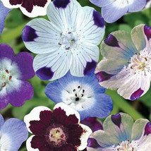 ENIL Nemophila MIXED COLORS Short 4-6&quot;&quot; Spring Bloomer Vibrant 200 Seeds - £3.58 GBP