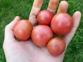 50 Seeds Napa Rose Blush Tomato Tomatoe Vegetable Garden Edible Canning - $6.22