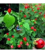 SD 10 Turk'S Cap Seeds (Malvaviscus Arboreus) Sleepy Mallow Wax Mallow 10 Fast G - $11.80