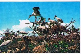 Florida Postcard Everglades National Park Crowded Bird Rookery - £1.71 GBP