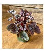 Peperomia or Radiator Plant Red Ripple 4 inch Pot Live Plant - £12.45 GBP